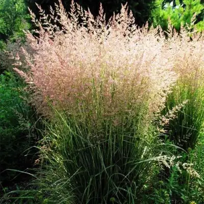 Молиния ФОНТЕЙН тростниковая в Колодищи