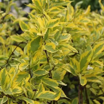 Дерен ШПЕТА белый в Колодищи