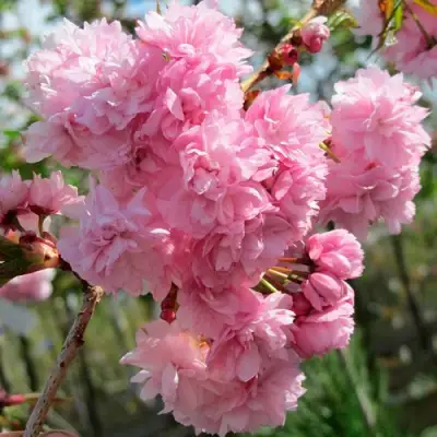 Сакура КИКУ ШИДАРЕ в Колодищи