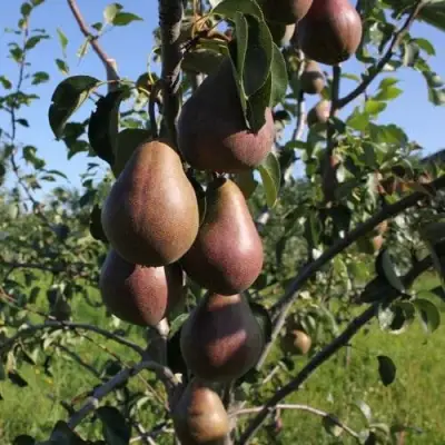 Груша БРЯНСКАЯ КРАСАВИЦА в Колодищи