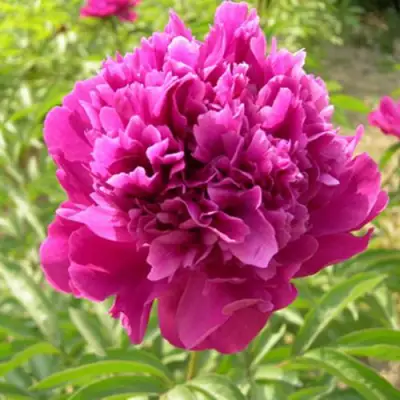 Пион КИТАЙСКИЙ ШЕЛК травянистый в Колодищи