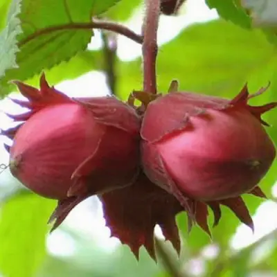 Фундук АЙВЕНГО в Колодищи