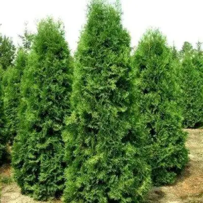 Туя ПИРАМИДАЛИС КОМПАКТА западная в Колодищи