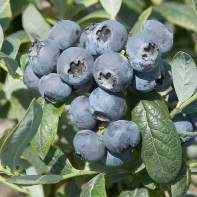 Голубика БРИГИТТА в Колодищи