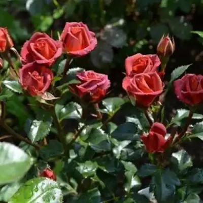 Роза ЧОКОЧИНО спрей в Колодищи