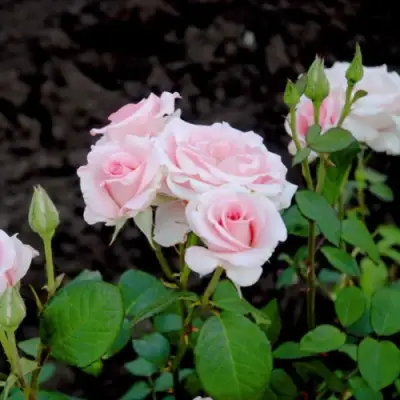 Роза ФЛАМИНГО чайно-гибридная в Колодищи