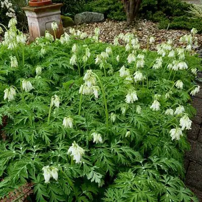 Дицентра красивая АВРОРА в Колодищи