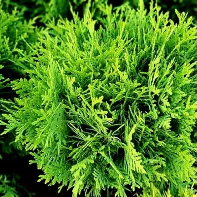 Туя ДАНИКА западная в Колодищи