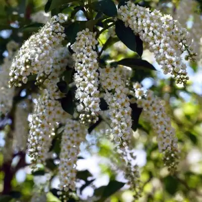 Черемуха виргинская ШУБЕРТ в Колодищи