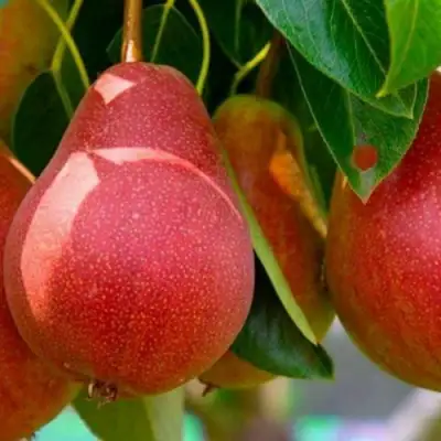 Груша ГЕРА в Колодищи