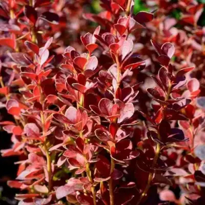 Барбарис ВУЛКАНО тунберга в Колодищи