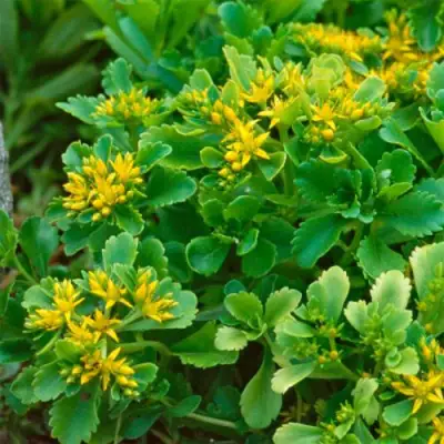 Очиток (седум) ИММЕРГРУН камчатский в Колодищи