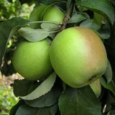 Яблоня ПАМЯТЬ СИКОРЫ в Колодищи