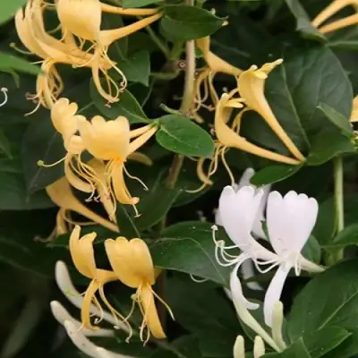 Жимолость ХАЛЛИАНА японская (Хелиана) в Колодищи