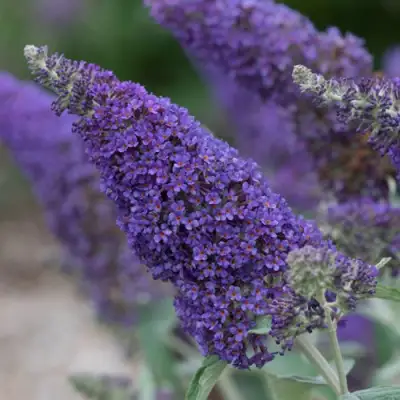 Буддлея НАНО ПЕРПЛ  в Колодищи