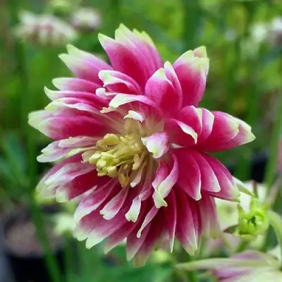 Аквилегия БАРЛОУ НОРА гибрид МакКаны в Колодищи