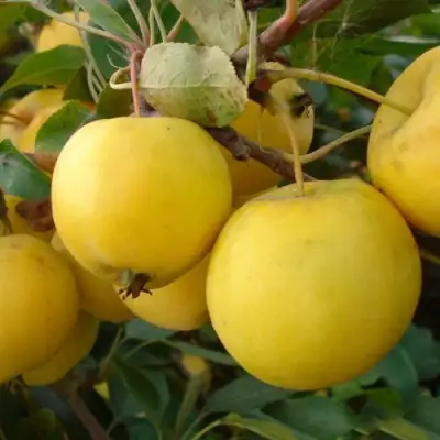 Яблоня УРАЛЬСКОЕ НАЛИВНОЕ в Колодищи