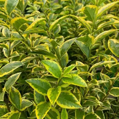 Бирючина АУРЕУМ овальнолистная в Колодищи