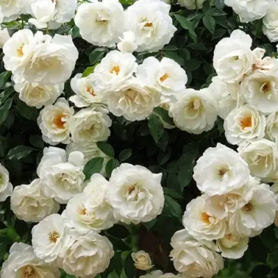 Роза АЙСБЕРГ флорибунда в Колодищи