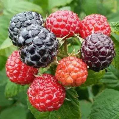 Малина БРИСТОЛЬ в Колодищи