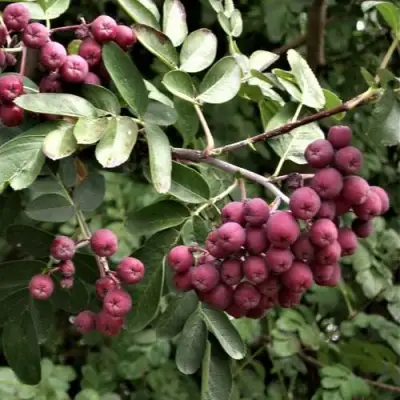 Рябина ДЕСЕРТНАЯ МИЧУРИНА сладкоплодная в Колодищи