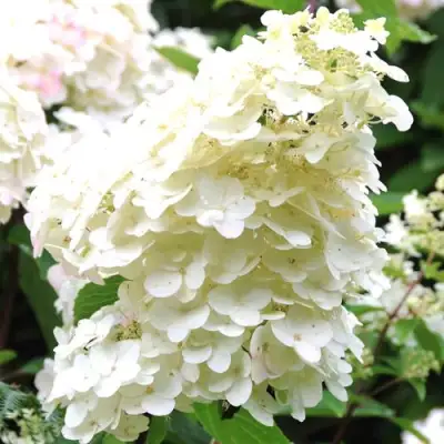 гортензия юник