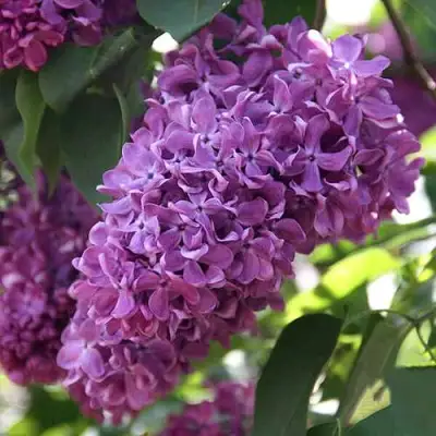 Сирень КАПИТАН ГАСТЕЛЛО в Колодищи