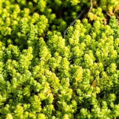 Очиток (седум) ЙЕЛЛОУ КВИН едкий в Колодищи