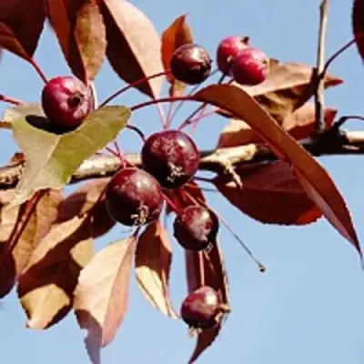 Яблоня РОЯЛТИ декоративная в Колодищи