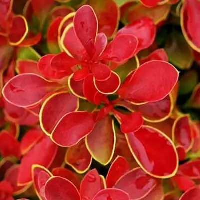 Барбарис КОРАЛ тунберга в Колодищи