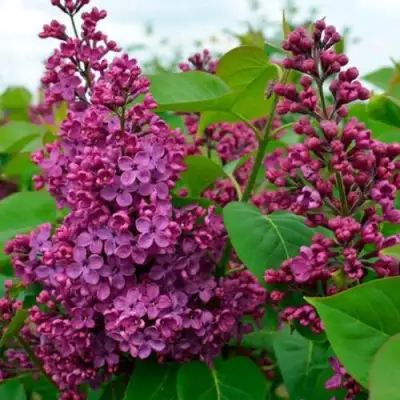 Сирень ЛЮДВИГ ШПЕТ в Колодищи