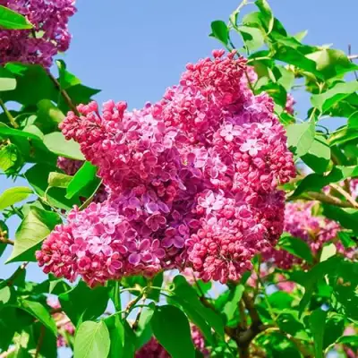 Сирень КРАСНАЯ МОСКВА в Колодищи