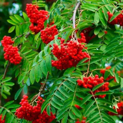 Рябина ПЛАКУЧАЯ сладкоплодная в Колодищи