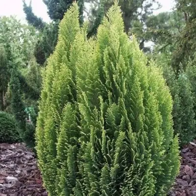 Кипарисовик ЭЛВУДИ ЭМПАЙР лавсона в Колодищи