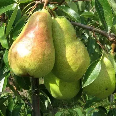 Груша БЕРЕ ЛЮКА в Колодищи