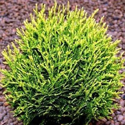 Туя ВОТЕРФИЛД западная в Колодищи