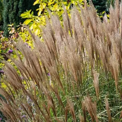 Мискантус КЛЯЙН СИЛЬБЕРСПАЙН китайский  в Колодищи