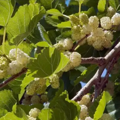 Шелковица БЕЛАЯ АЛЬБА в Колодищи