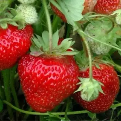 Клубника КОРОНА в Колодищи