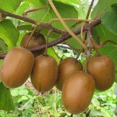 Актинидия ХЕЙВАРД киви в Колодищи