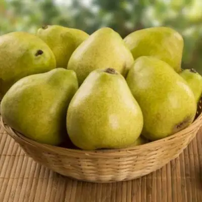 Груша ВИЛИЯ в Колодищи