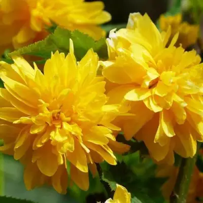 Керрия японская АУРЕОВАРИЕГАТТА в Колодищи