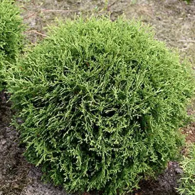 Туя ТИНИ ТИМ западная в Колодищи