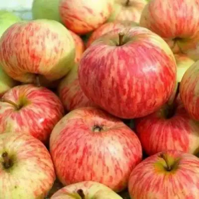 Яблоня РАНЕТКА (КОРОБОВКА) в Колодищи