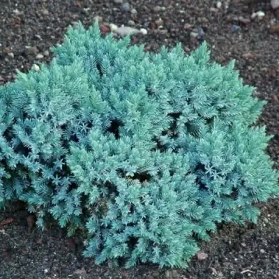 Можжевельник БЛЮ СТАР чешуйчатый в Колодищи