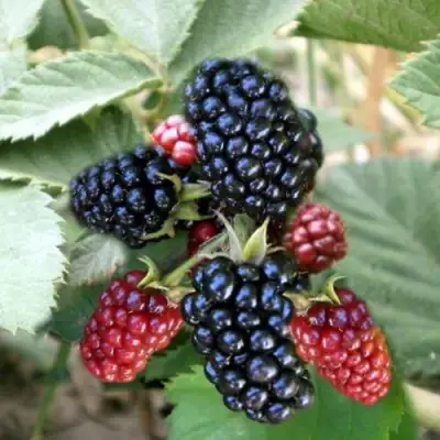 Ежевика ОРКАН бесшипная  в Колодищи