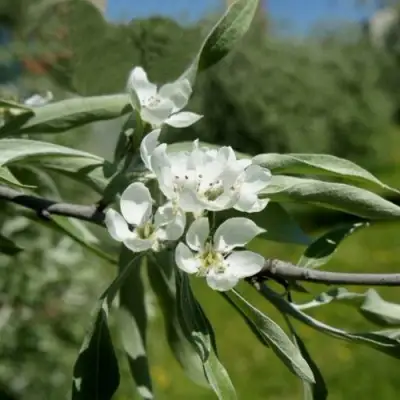 Груша ИВОЛИСТНАЯ в Колодищи