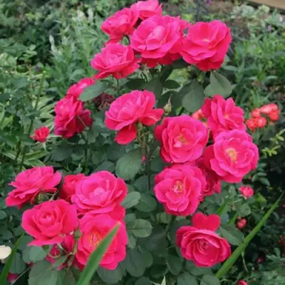 Роза ДЖОРДЖ ВАНКУВЕР флорибунда в Колодищи