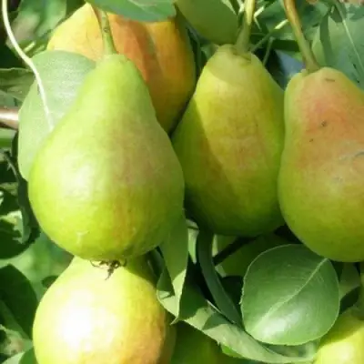 Груша ЛИРА в Колодищи