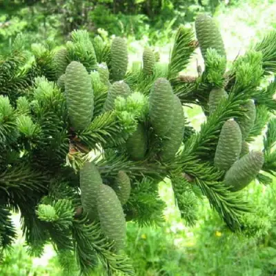 Пихта белая в Колодищи